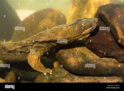 Hellbender salamander hi-res stock photography and images - Alamy