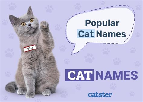 twin cat names   friends siblings catster