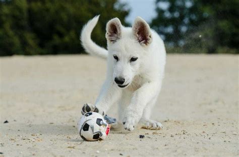 Kishu Ken Dog Breed Information: 11 Things to Know | Your Dog Advisor