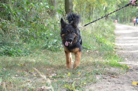 Schronisko dla Zwierząt w Henrykowie Schronisko dla Zwierząt w Henrykowie