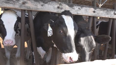 More Bird Flu Detected In Sioux County IA YouTube