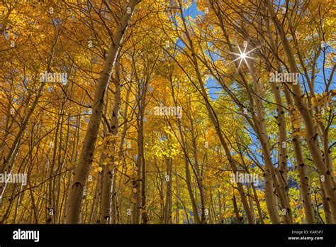 North American Aspens Populus Tremuloides In Their Fall Foliage