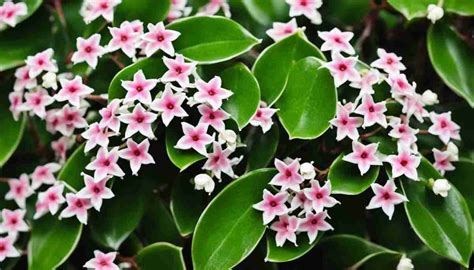 Grow Hoya Wayetii Successfully Easy Care Tips