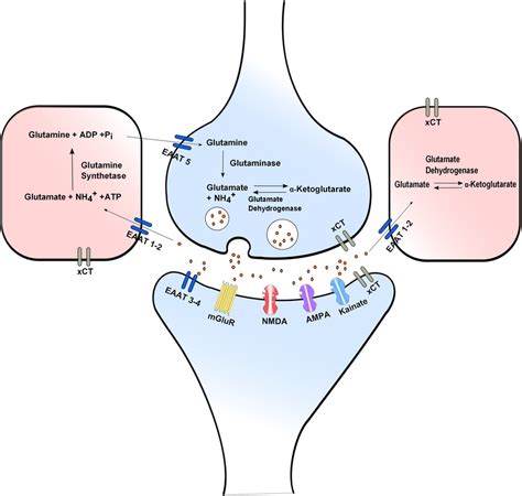 Glutamate Release And Uptake The Xc − Antiporter And The