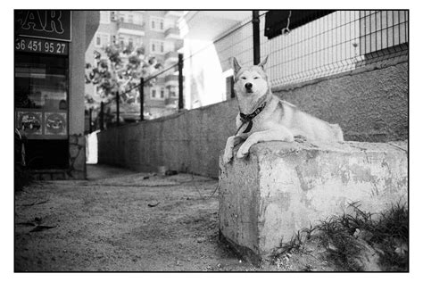 Turkey 2015 TriX in Rodinal Ottar Ø Flickr