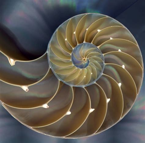 Embracing the Sacred Symbol of the Chambered Nautilus - Somanautiko