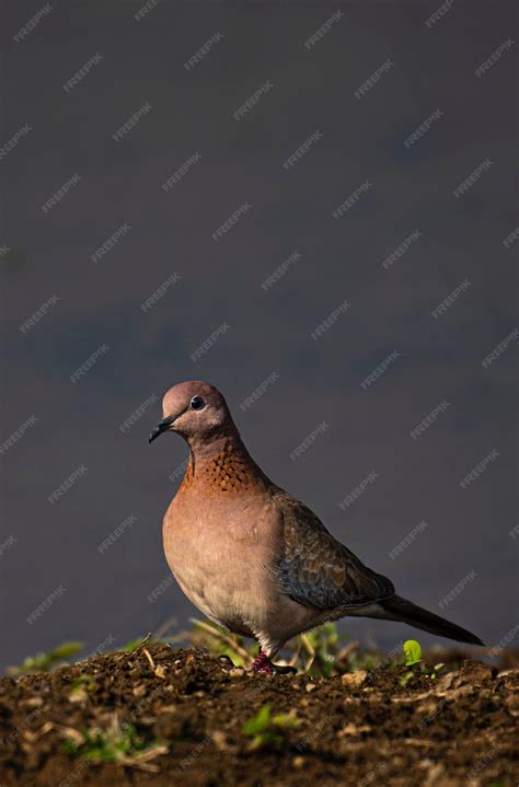 Premium Photo | The soilfood nexus how soil quality impacts nutritional