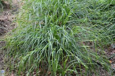 Carex Socialis Social Sedge Thepollennation