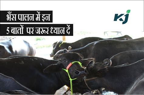 Buffalo Farming Tips भैंस पालन में इन 5 बातों पर दें खास ध्यान मिलेगा