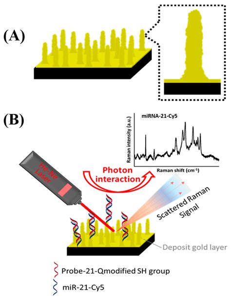 Biosensors Free Full Text Development Of Surface Enhanced Raman