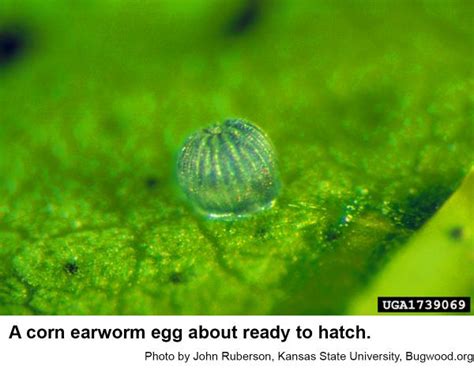 Corn Earworm Eggs