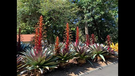 Imperial Bromeliad Alcantarea Imperialis Varieties Youtube