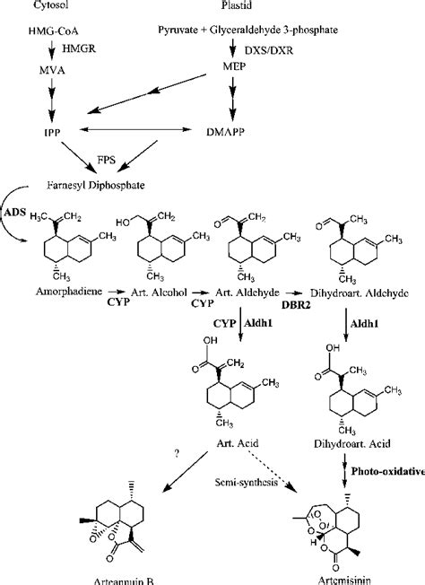 Artemisinin Structure And Simplified Biosynthetic Pathway Ads