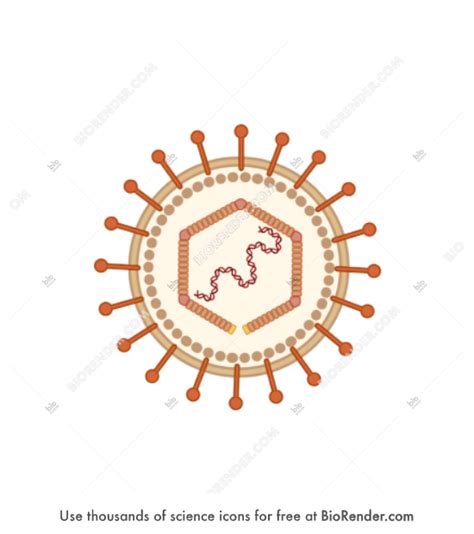 Free Epstein Barr Virus Icons Symbols Images BioRender