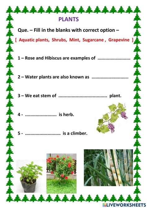 Worksheet On Plants For Grade 5 Plants Worksheets Classifying Plants Plants 3rd Grade