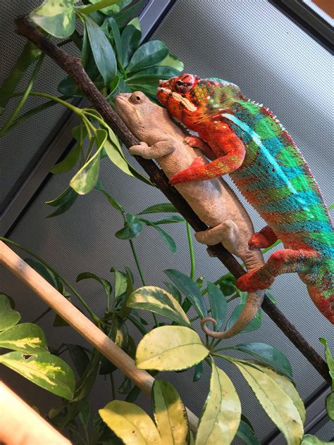 Panther Chameleon Breeding Receptive And Nonrecept Wiki Herps And