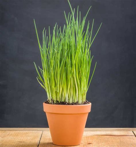 Ciboulette plantation et culture entretien et récolte Astuces Jardin