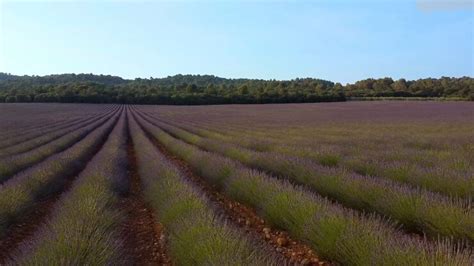 Best Provence Lavender Tours 2024: Blooms, Beauty, and Beyond - Overlook Press