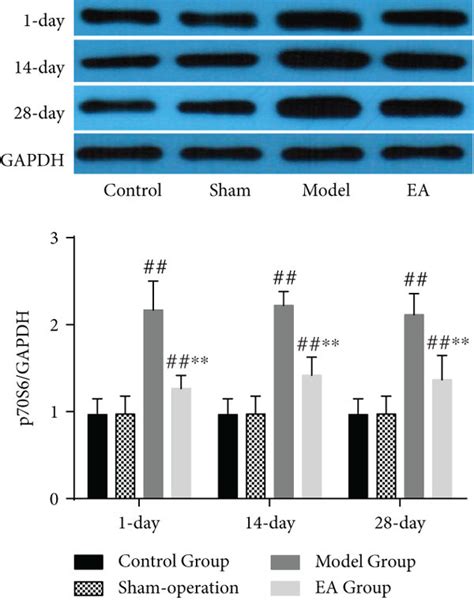 The Expressions Of Pi3kaktmtor Signaling Pathway Related Factors Download Scientific Diagram