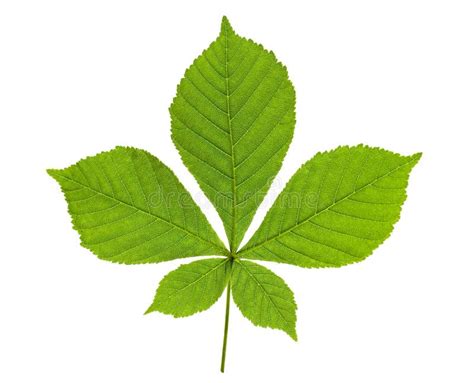 Chestnut leaf stock image. Image of background, leaf - 24927271