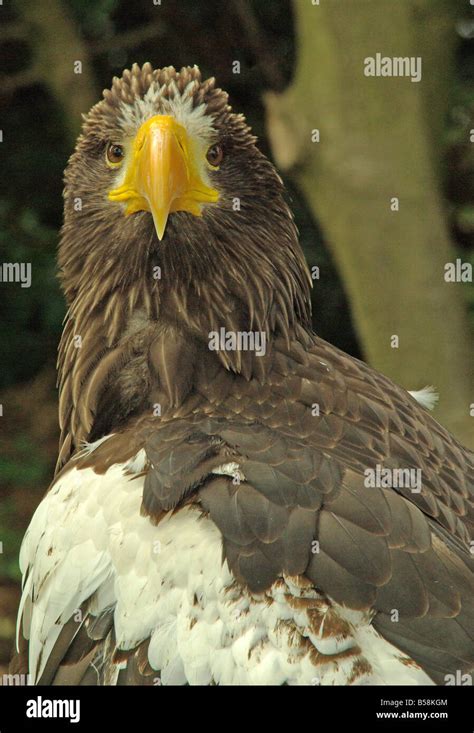 Stellers Sea Eagle Haliaeetus Pelagicus Stock Photo Alamy