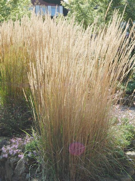 Staudenfoto Zu Calamagrostis X Acutiflora Karl Foerster Reitgras Sandrohr Feather Reed