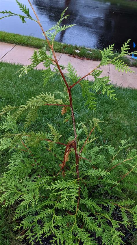 Wind Damage On Green Giant Arborvitaes What To Do About It R