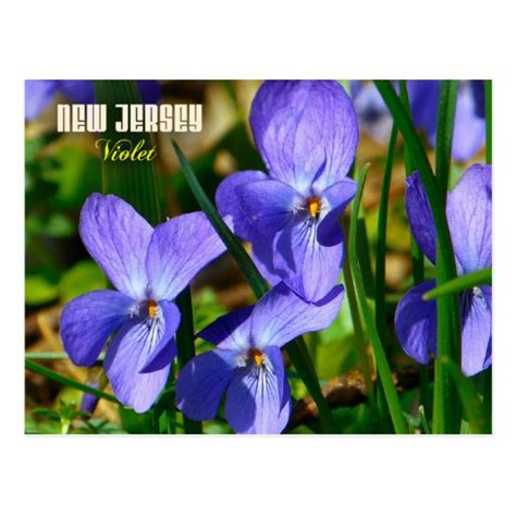 New Jersey State Flower: Violet Postcard | Zazzle