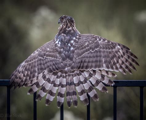 Feather Tailed Stories: Soggy Cooper's Hawk