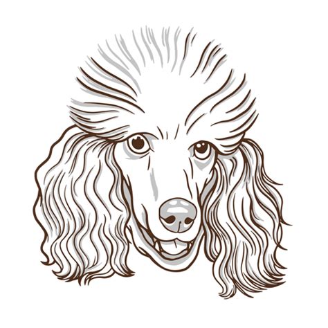 Design Png E Svg De Cão Poodle Desenhado à Mão Para Camisetas