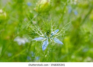 Nnattalli Shutterstock