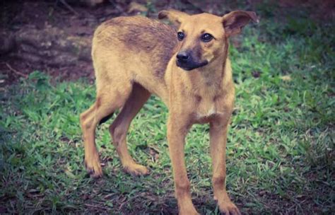 Cachorro De Ra A Que Nada Veja Motivos Para Adotar Um Vira Lata