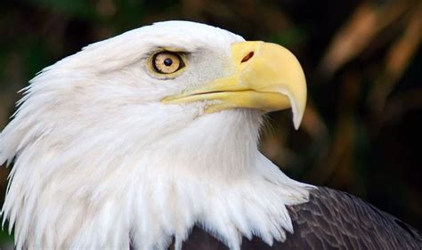 Juvenile Bald Eagle: Everything You Need to Know