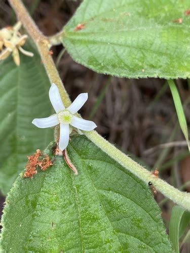 Grewia Mesomischa Inaturalist Canada