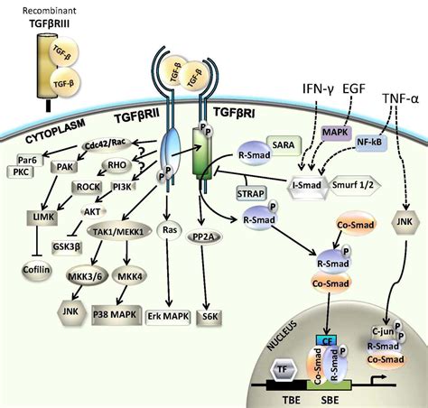 Targeting The Transforming Growth Factor Beta Signaling Pathway In