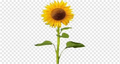 Common Sunflower Plant Sunflower Seed Plant Sunflower Root Plant