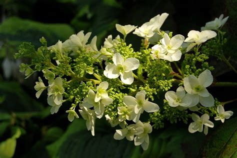 Hortensja Dębolistna odmiany zimowanie cięcie uprawa wymagania