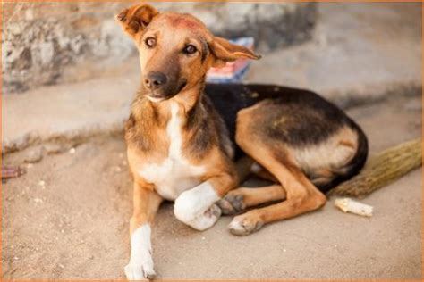 Rabies Prevention. How to be safe around dogs. | Lesson Plan