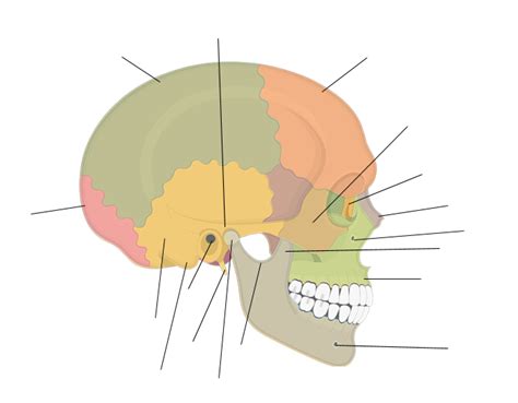 Lateral Skull Practical Diagram Quizlet