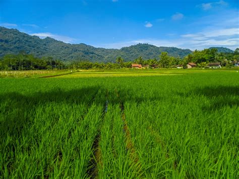 Rice field farm landscape beautiful sunny day in rice fields with blue ...