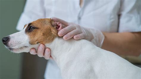 The Veterinarian Examines the Dog& X27;s Ears. Jack Russell Terrier Ear ...