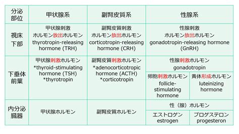 内分泌系下垂体前葉ホルモン、その1女性ホルモン女性ホルモン三層構造 一歩一歩