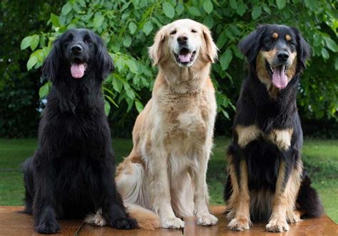 Hovawart Information & Dog Breed Facts | Pets Feed