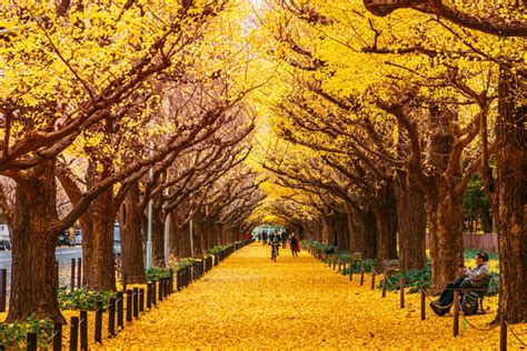 Spectacular Places To See Autumn Leaves In Japan