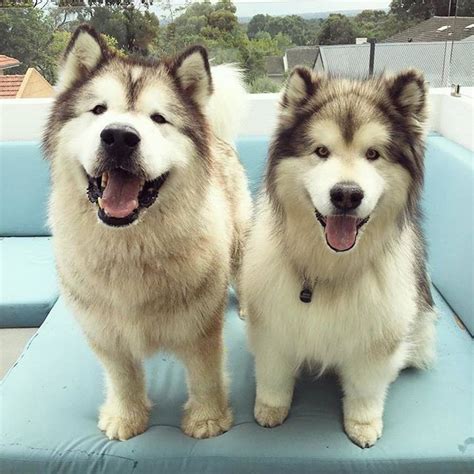 Alaskan Malamute Samoyed Corgi Mix Pets Lovers