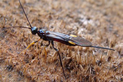 BRACONIDAE | Pybio Paraguay Biodiversidad