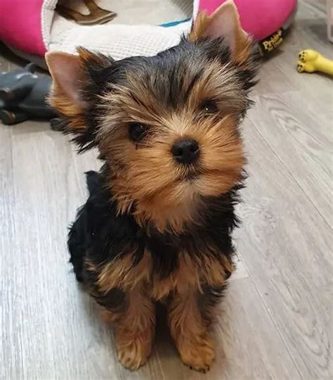 Heaven Sent Biewers Biewer Terrier Puppies Artofit