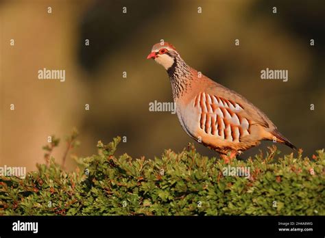 An Adult Red Legged Partridge Or French Partridge Alectoris Rufa