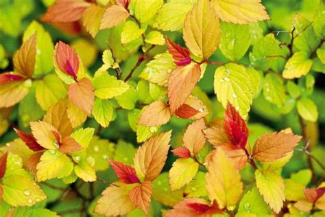 Spiraea Japonica Goldflame Informacionpublica Svet Gob Gt