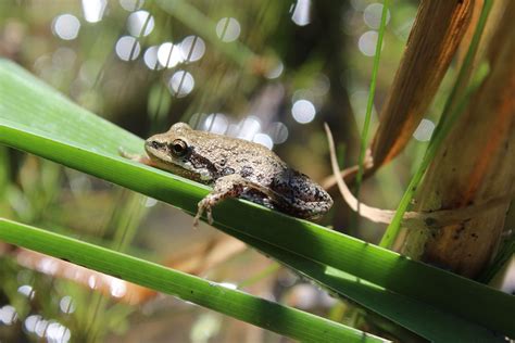 The Chorus Frog La Rainette Faux Grillon